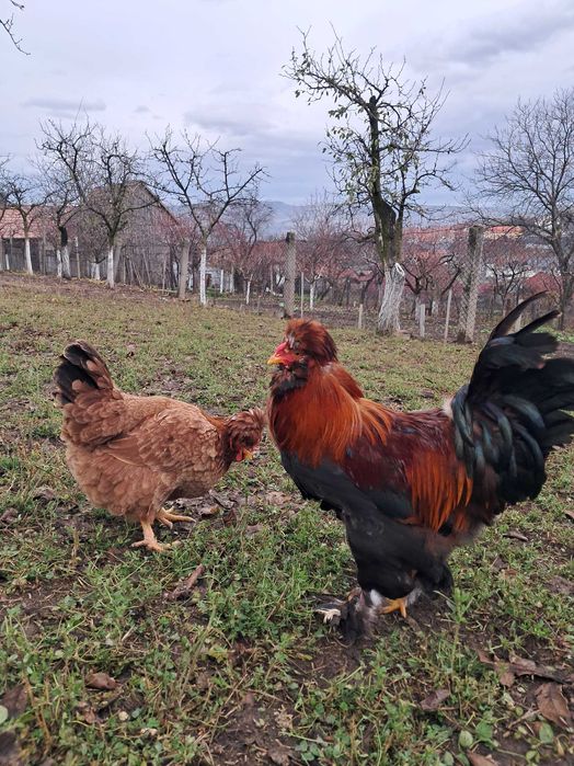 Cocoșel moțat încălțat