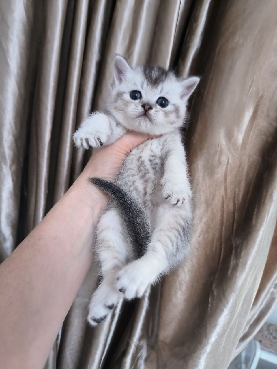 Чистокровные ширококосные котята