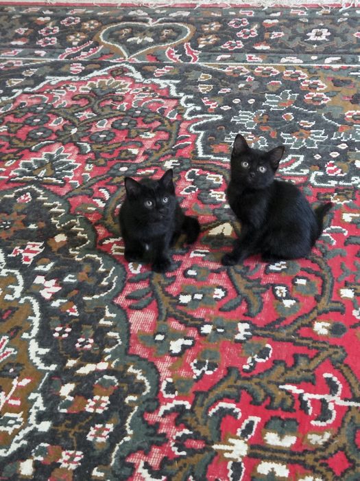 Очаровательные котята — домашние, ласковые и очень игривые.