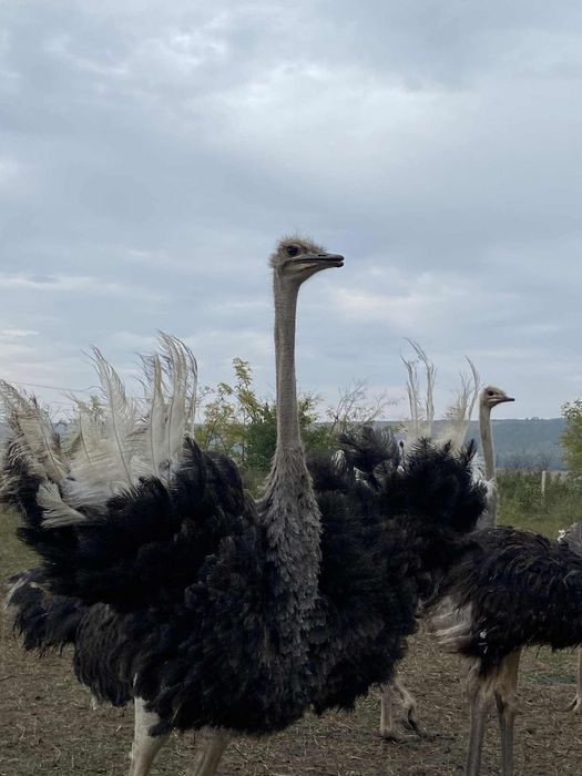 Struti africani vand sau sacrific