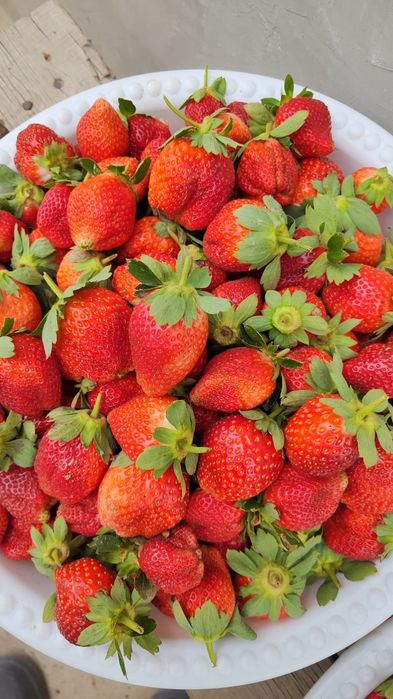 Qulupnay charli kareyski bor 24/7