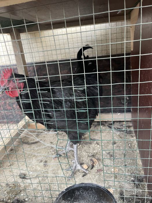 xuroz qora shaxzoda tozza xurozlar sotiladi