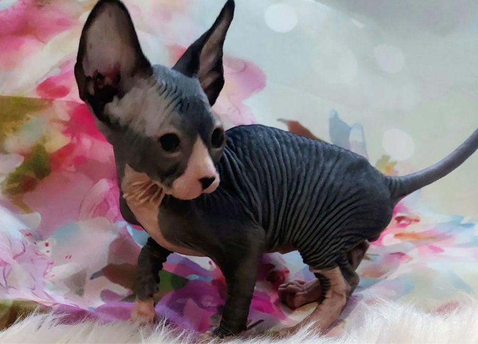 Sphynx Pui cu pedigree si teste