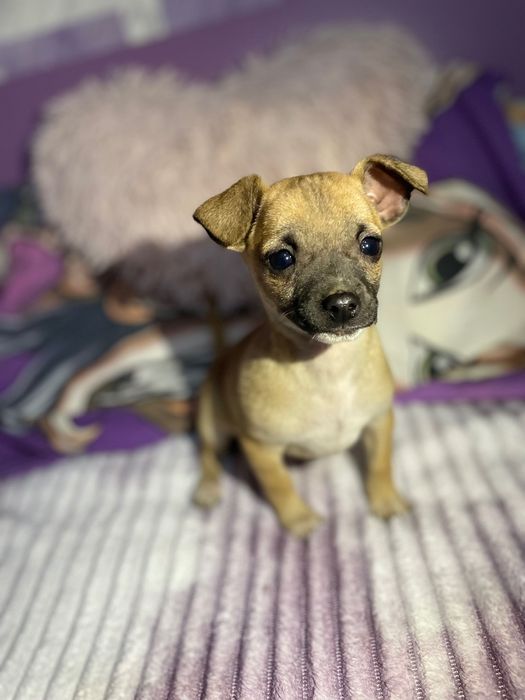 Чиху-пинчери мини