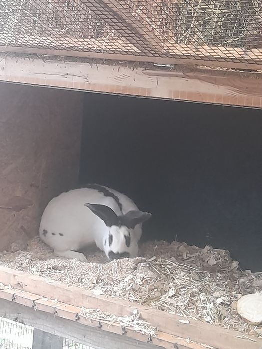 Iepuri Fluture German