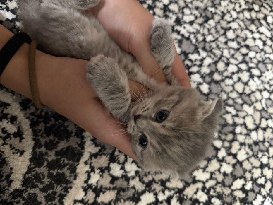 Котёнок Скотиш Фолд 1 месяц
