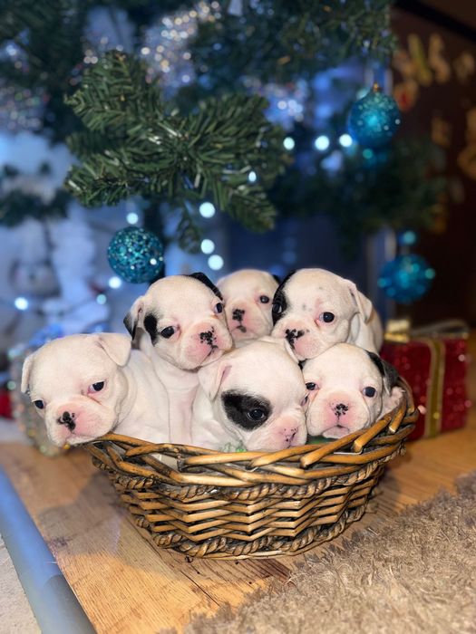 Свободни френски булдози