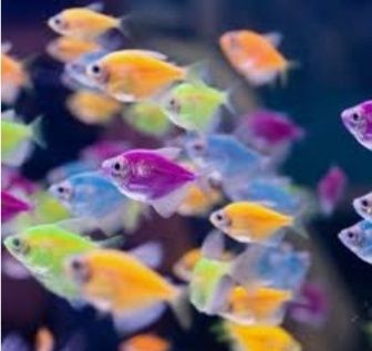 Цветни тернеции различни цветове