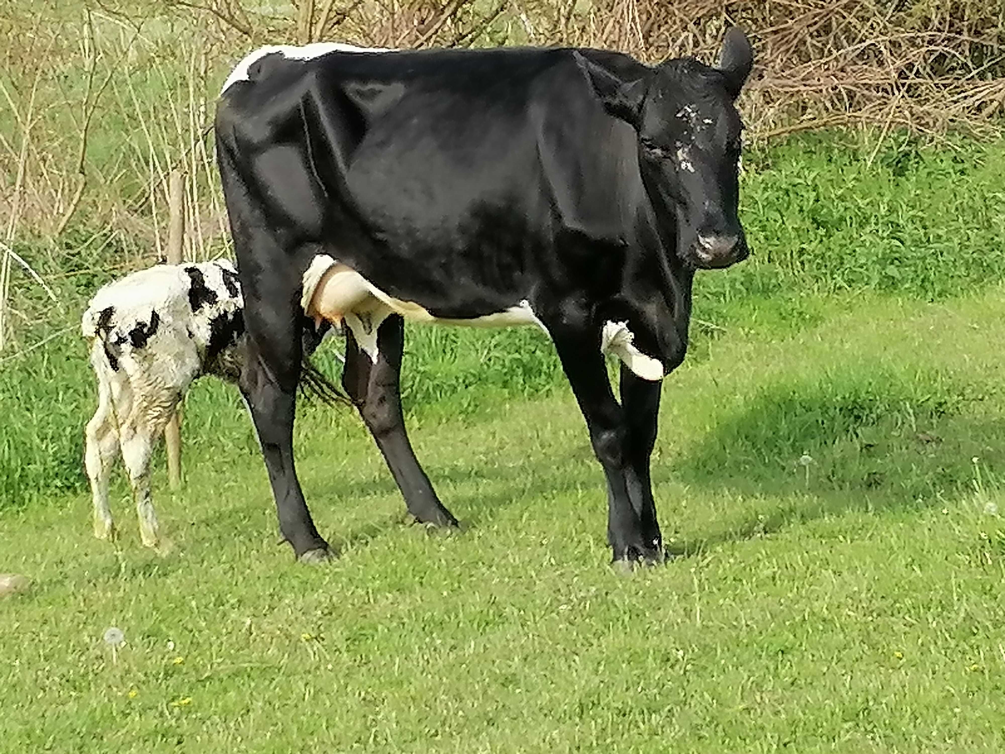 Vând vaca fatata cu sau fără vitel