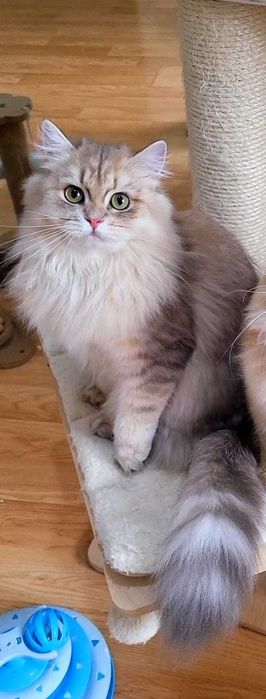 Fetita british longhair blue golden, pedigree, lipicioasa