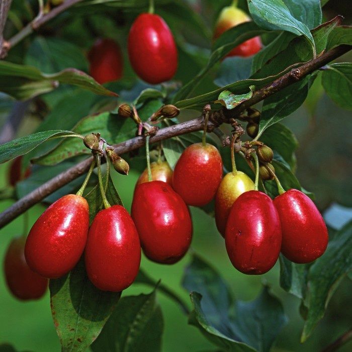 Arbusti fructiferi (Cornus Mas  )