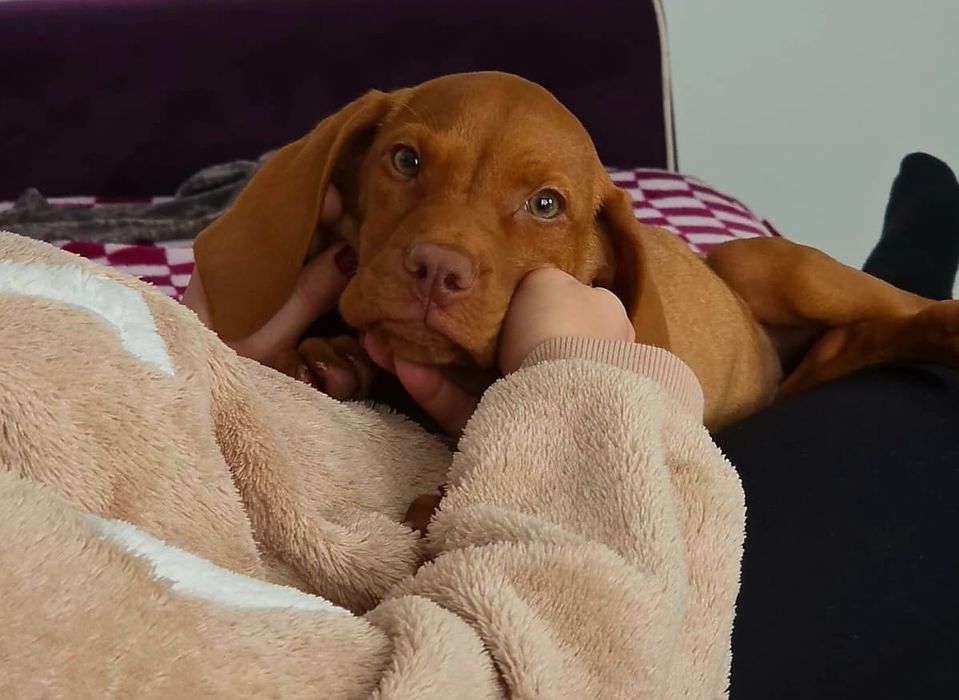 Vând vizsla maghiara