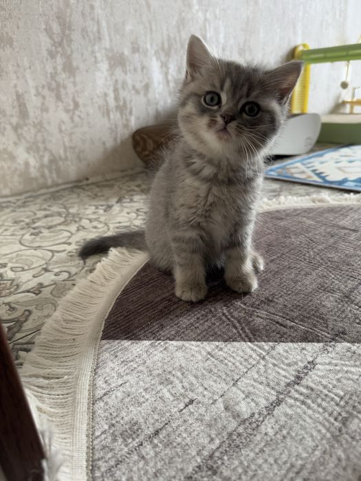 Продаются котята, Смесь персидкой и британской породы