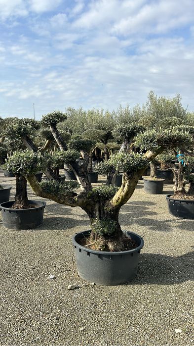 Plante ornamentale