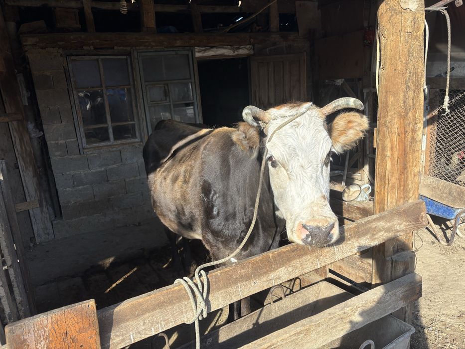 Буаз Сиыр сатылады