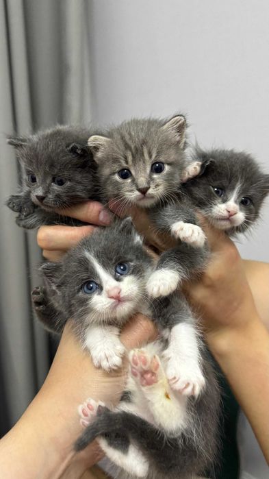 Красивые котята в Астане
