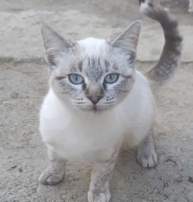 Pisica siameza de rasa