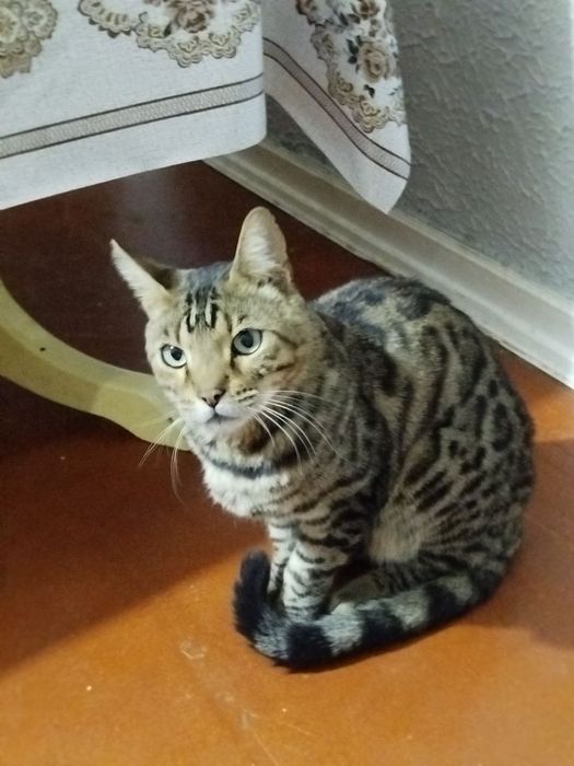 Продам Бенгальского кота