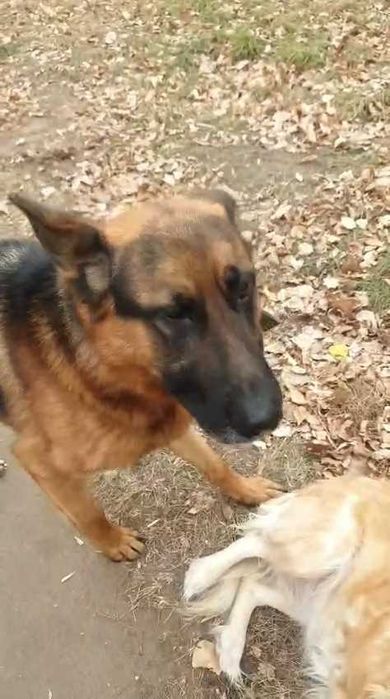 Чья собака в ошейнике на "Пятерочке"? Владелец, найдись!