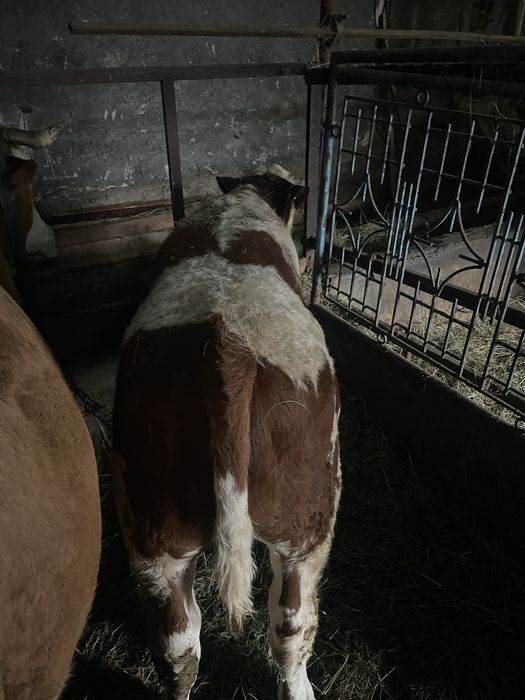 Vand vițel bălțat