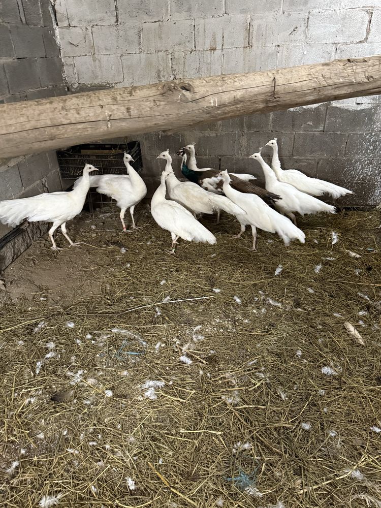 Срочно продам белых павлинов
