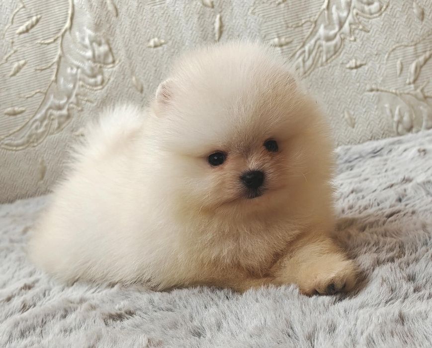 Померанчета мини момченца и момиченца