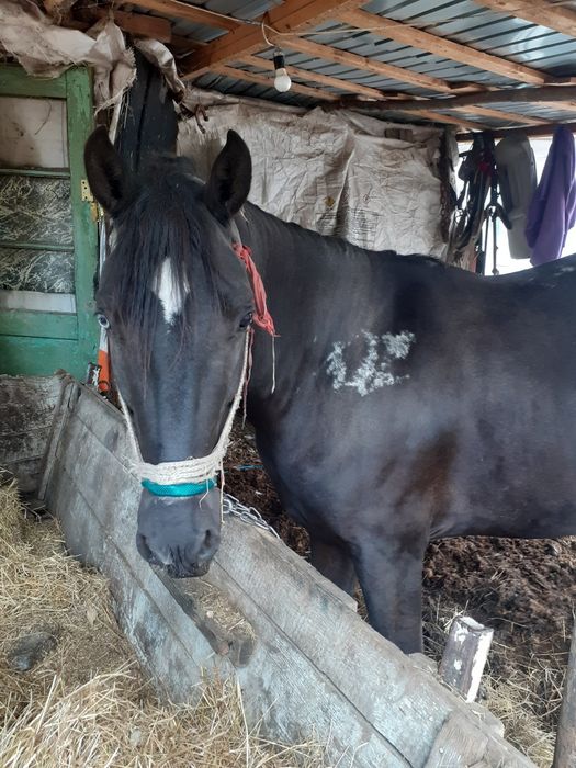 Vând armăsar cuminte