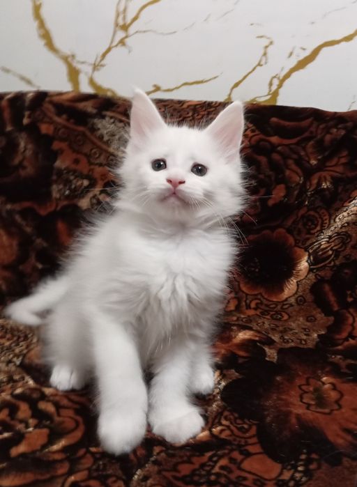 Котята породы Мейн Кун