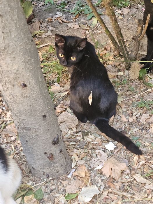 Donez urgent patru pisoiași rămași fără mama