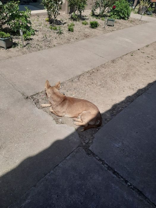 Donez caine de curte