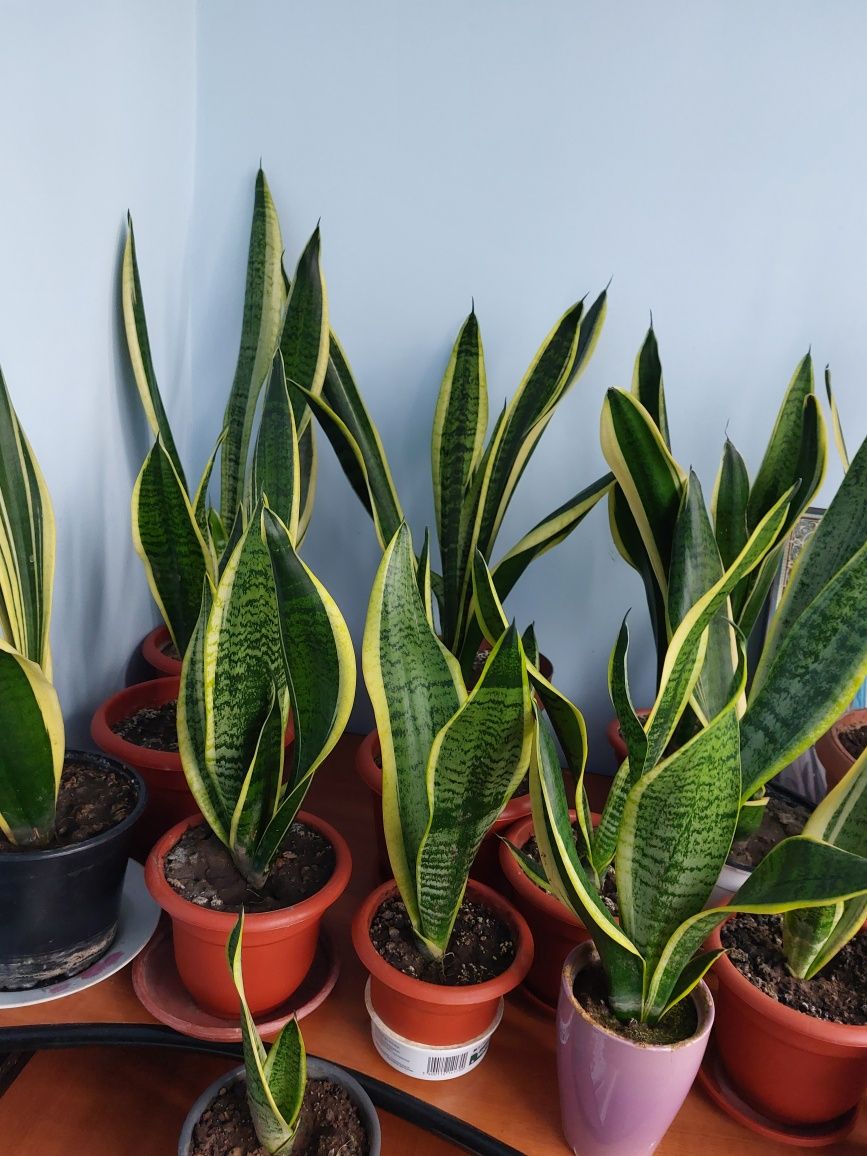 Vindem Sansevieria, plantă ornamentală de apartament