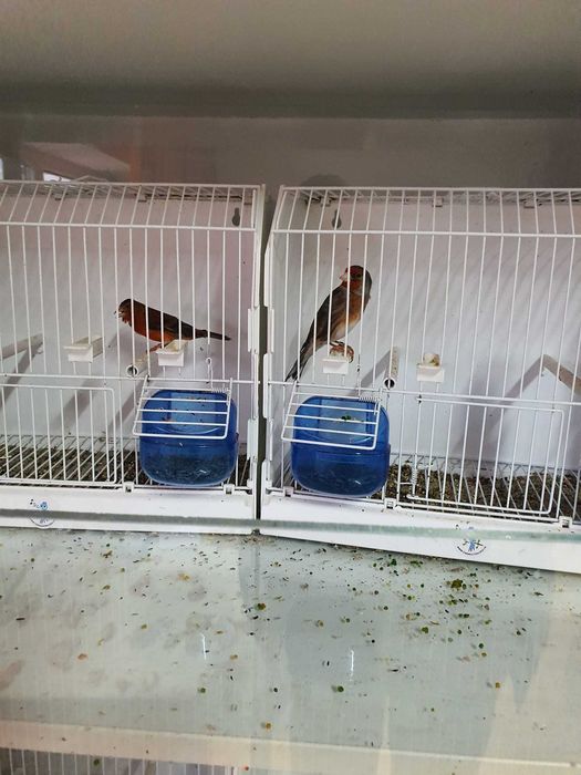 Canari de vanzare si colivii