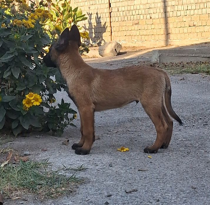 Продаются щенки бельгийская овчарка