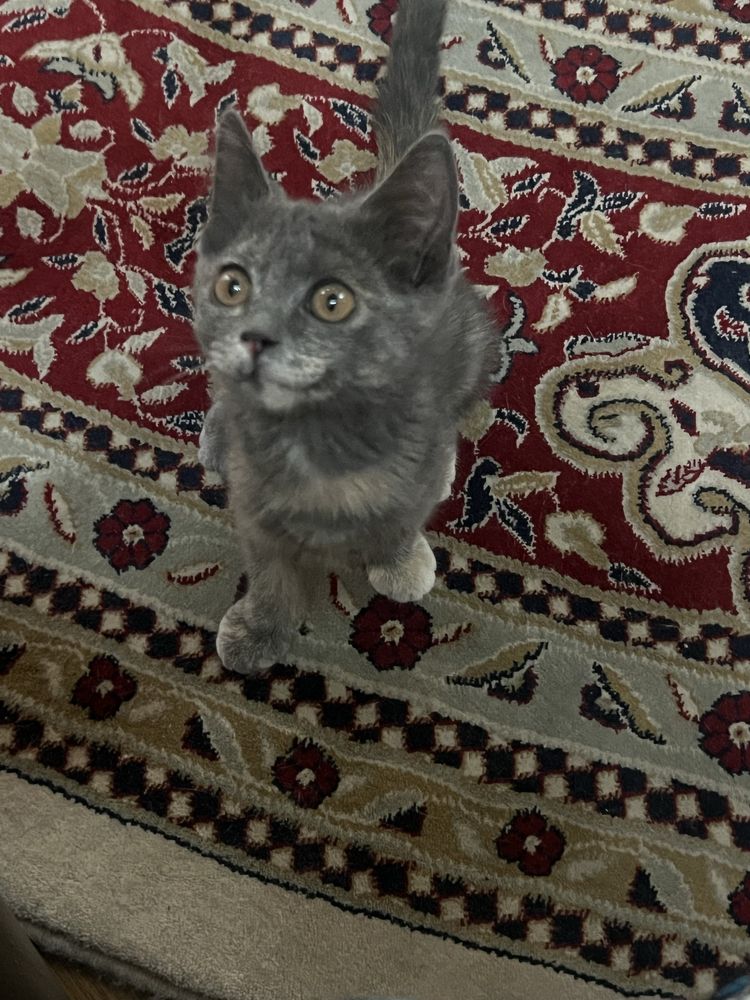 Отдам котенка в хорошие руки