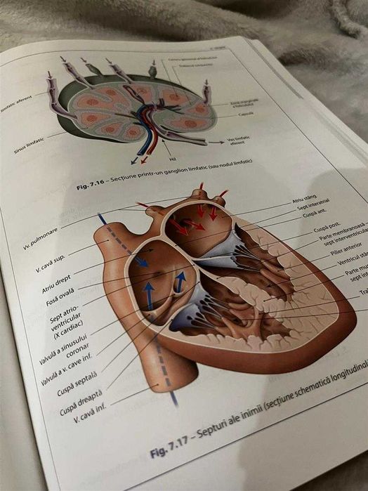Bazele Anatomiei, Pierre Kamina