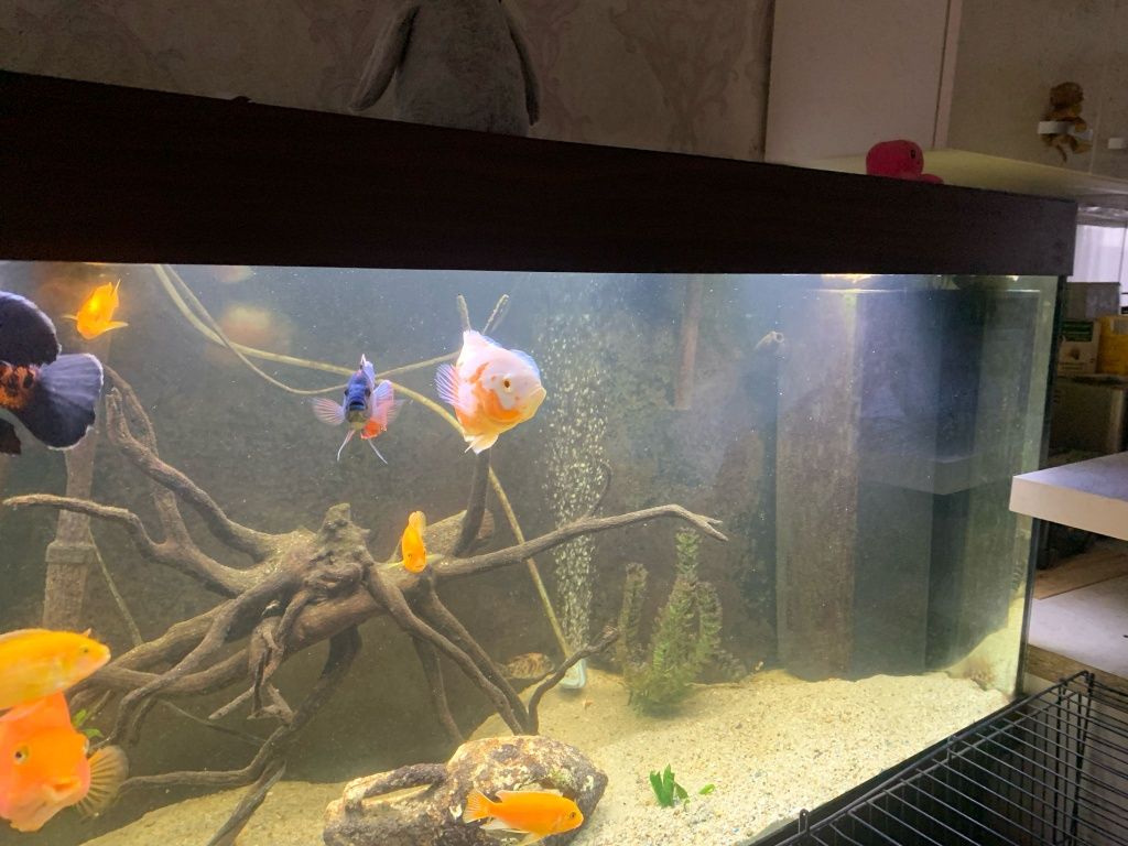 Acvariu Jwel Rio 450