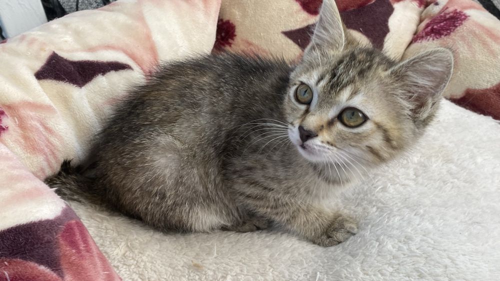 Котенок ищет дом