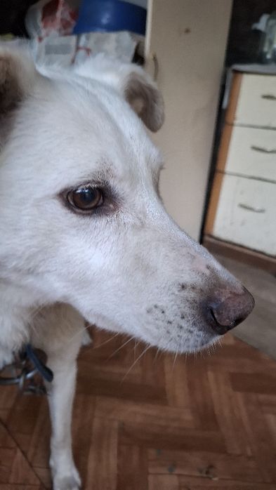 Отдам бесплатно собаку кабель