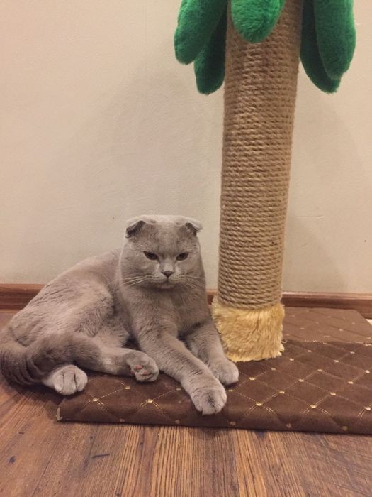 Веслоухий шотландец ищет кошку