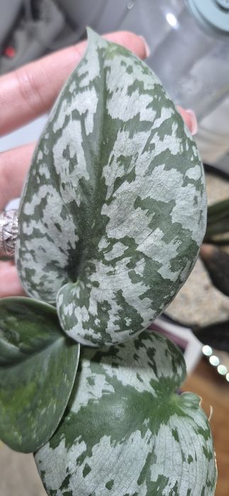 Scindapsus pictus trebie/plante apartament/plante agatatoare