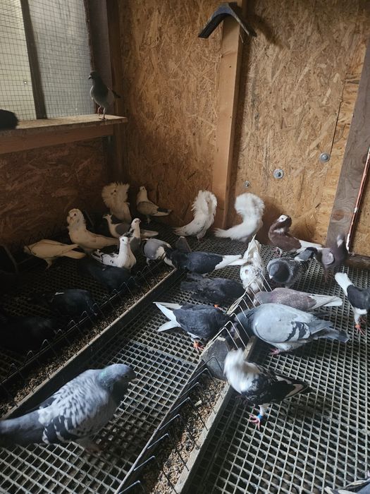 Vand sau schimb pe cereale 30 Porumbei 2024 si 2025 40 lei bucata