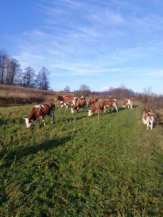 Vand vaci bălțate (bălțata romaneasca)