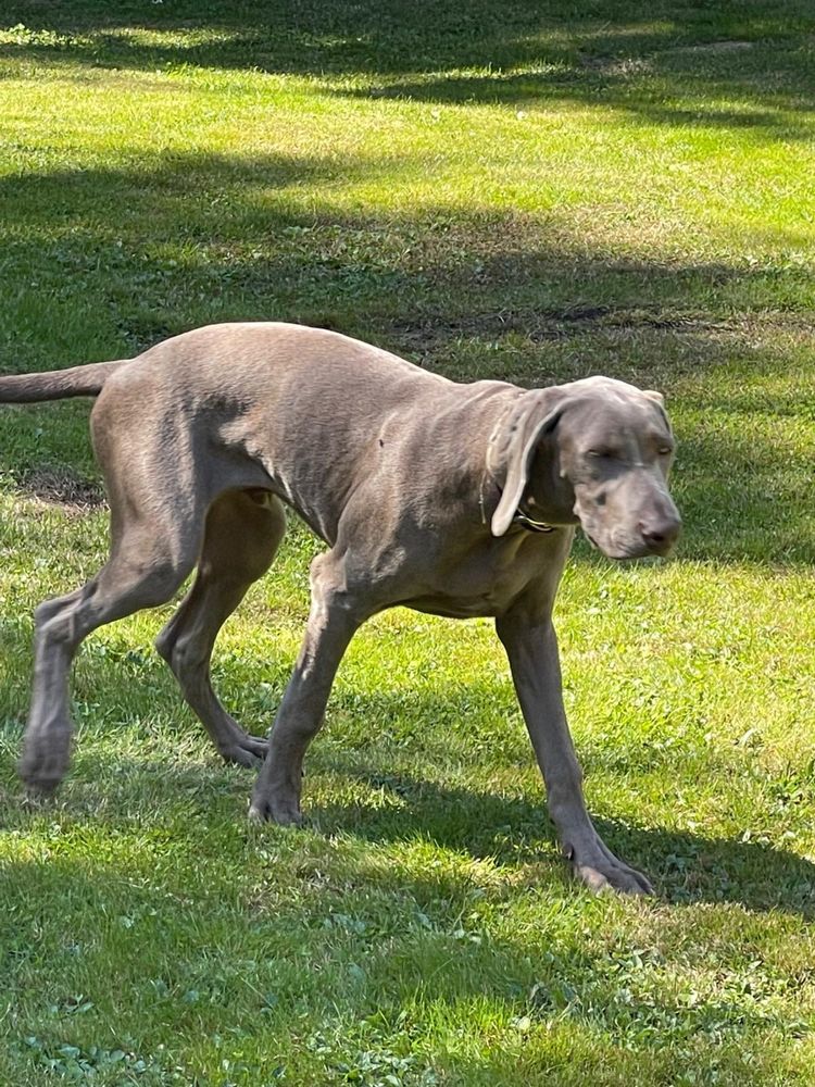 Weimaraner cu pedigree tip A