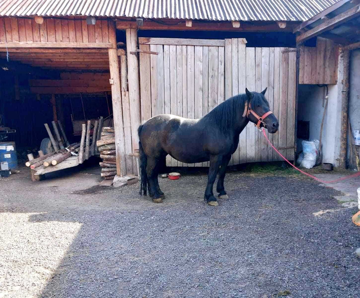 Vand iapa neagra corb gestanta 6 ani