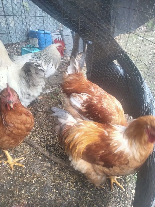 Vînd cocosi de curte