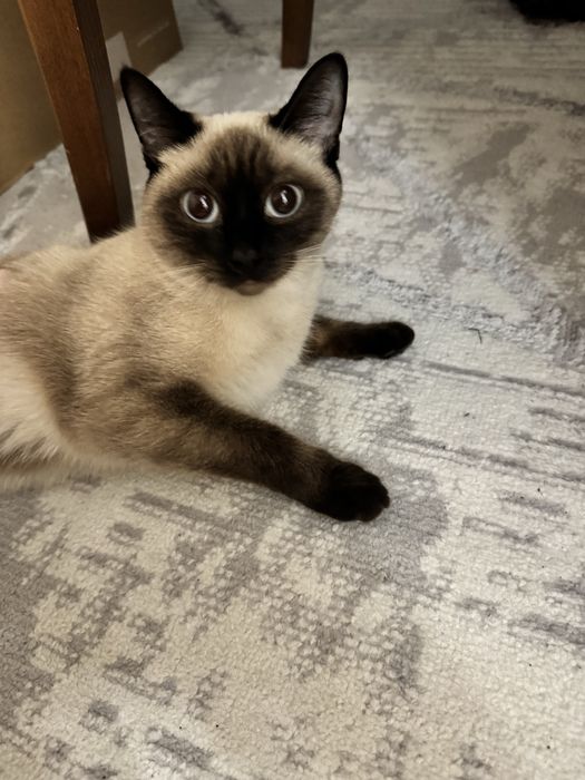 Сиамская кошка. .