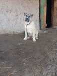 Alabay   liniyasi bor