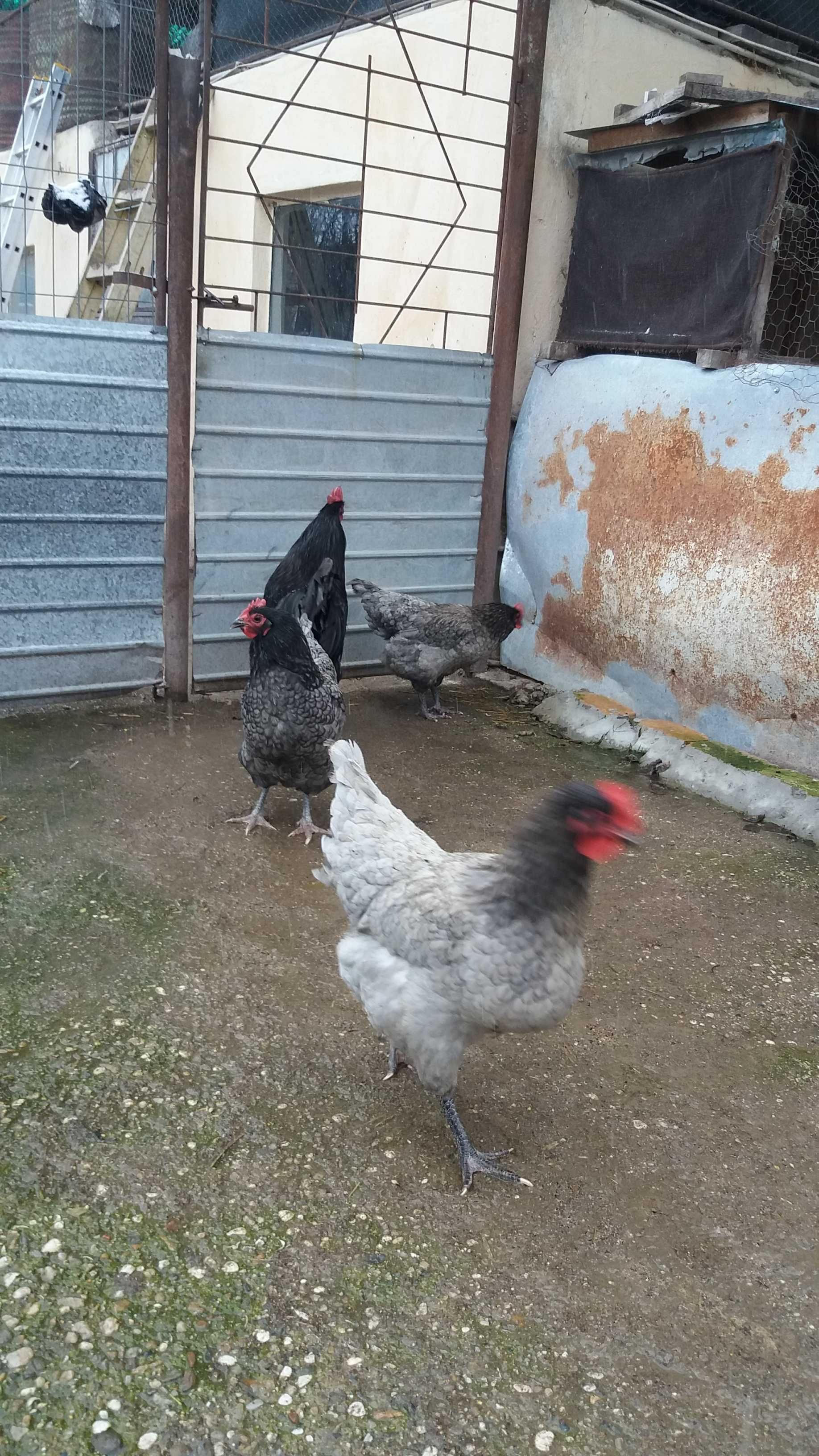 Australorp-oua pentru incubat