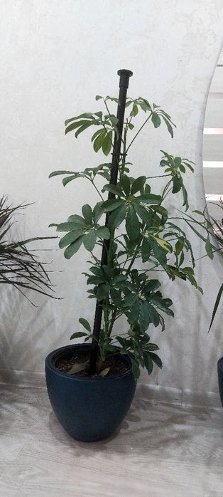 Комнатные цветы ухоженные