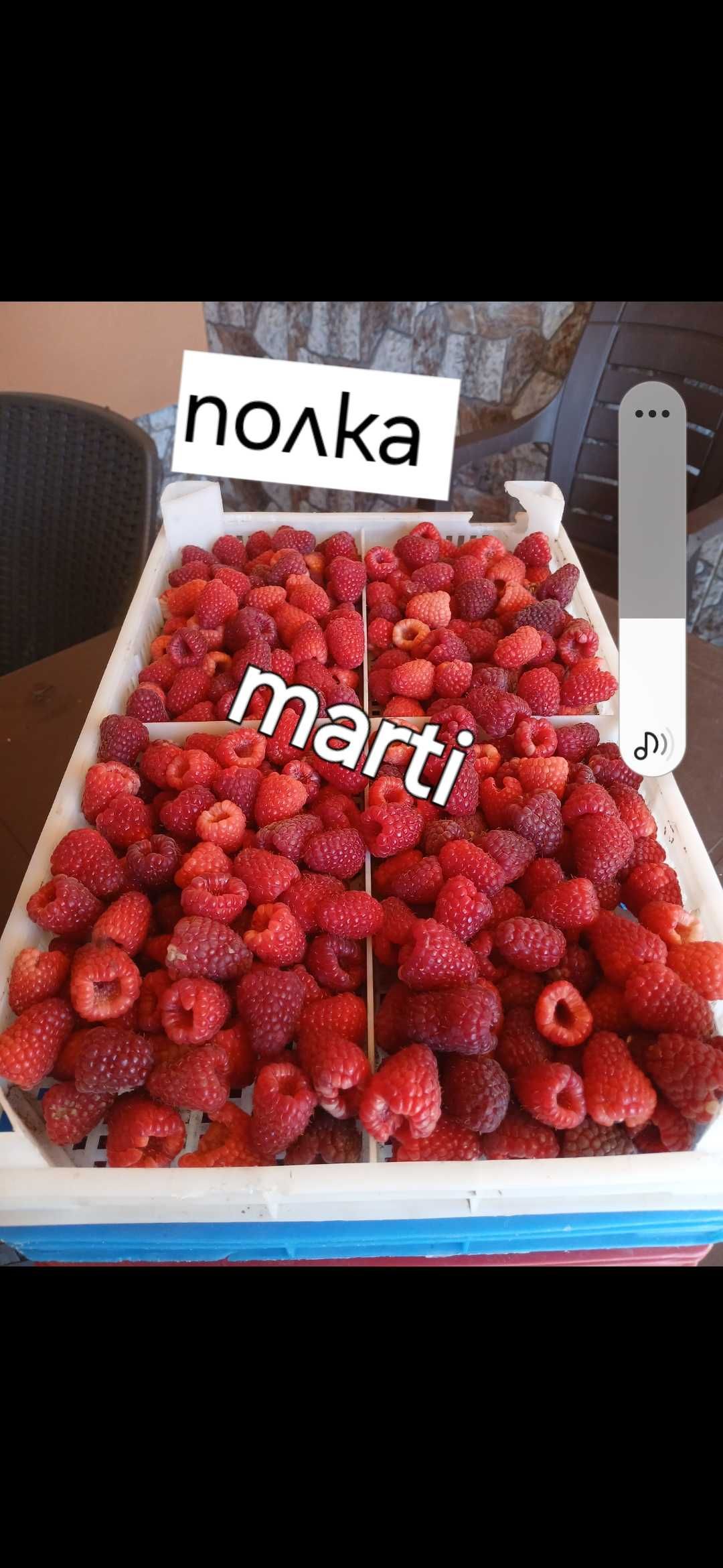 Разсад ягоди и малини